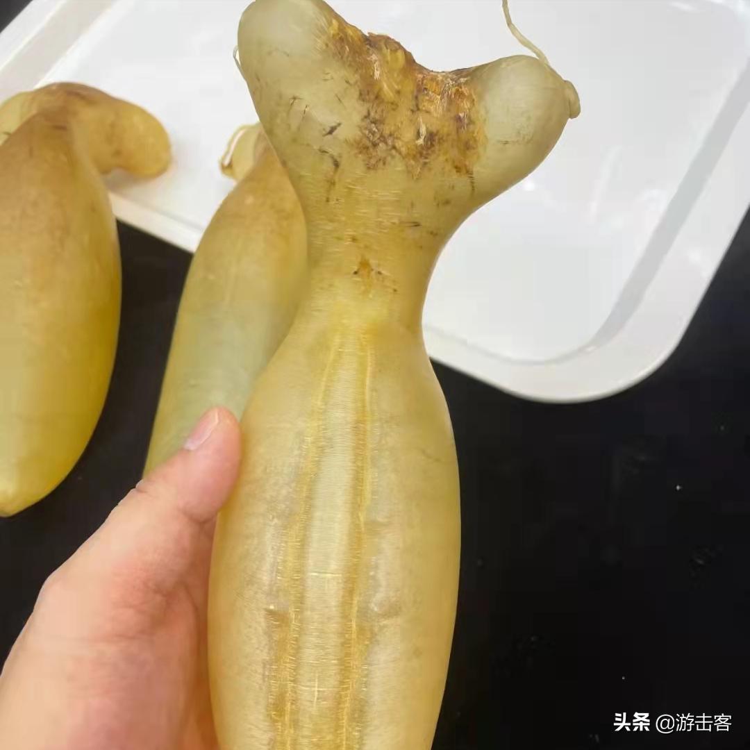 假花胶浸泡后有透明胶,鸡蛋胶假冒黄花胶