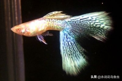 孔雀鱼尾鳍怎么超大,孔雀鱼尾鳍分类