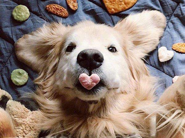 大公犬发情了有什么办法,大白熊发情如何处理