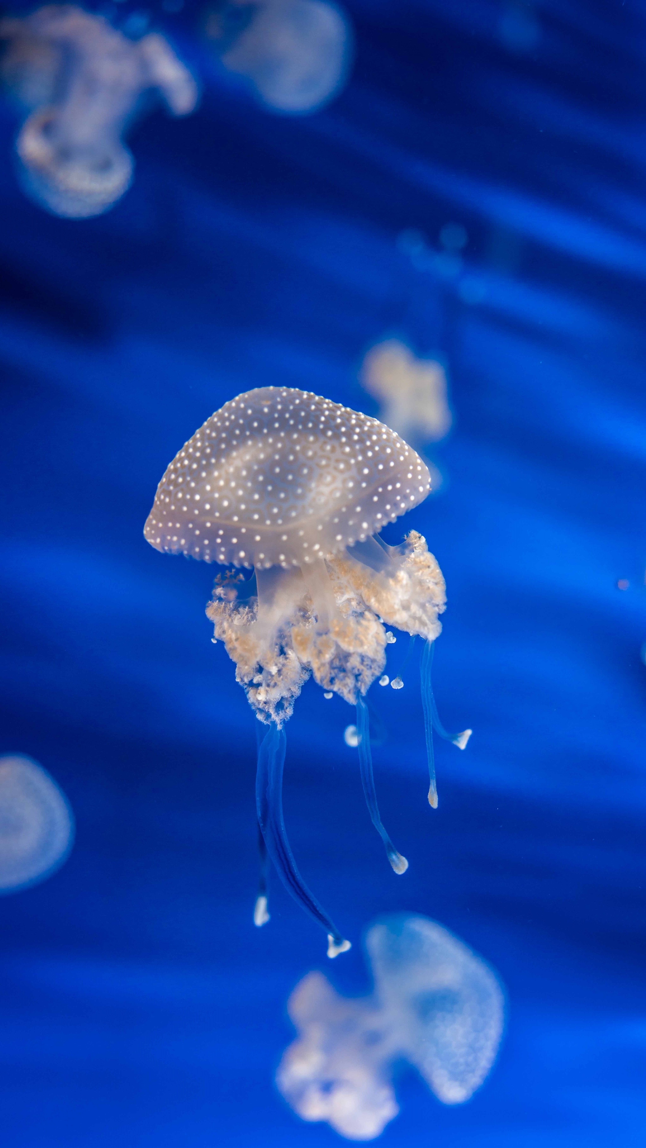 ios10.3.3越狱后如何下载应用,iphone如何用爱思助手越狱系统