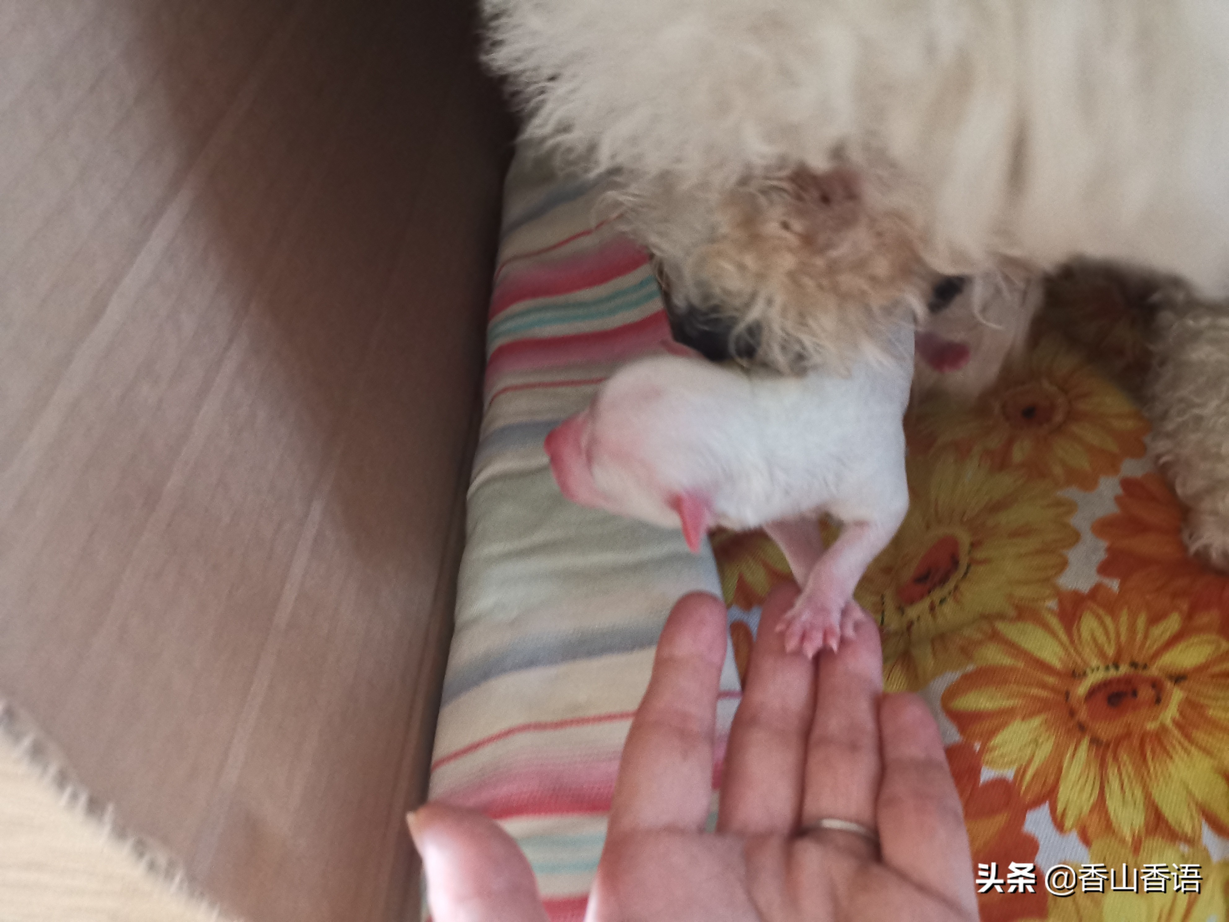 刚出生的小狗护理日记,新生小狗护理注意事项