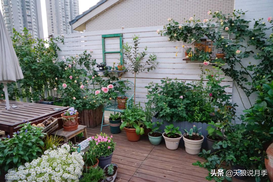 如何打造四季开花的花园,如何打造四季都有花的花园