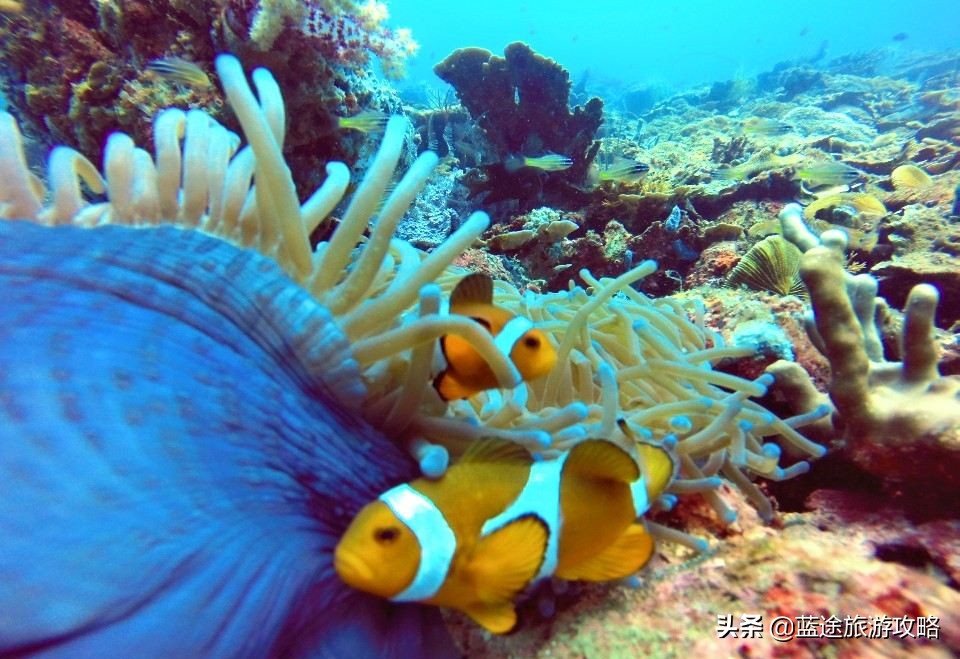 沙巴旅游跟团攻略 (去沙巴必懂的几大攻略)