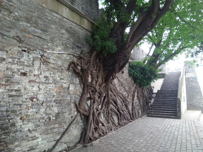 榕树种在屋前屋后有什么影响,房前有榕树好吗