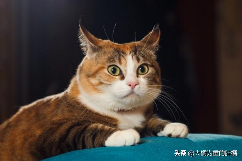 猫咪时不时吞口水怎么回事,猫咪总是咽口水是什么原因