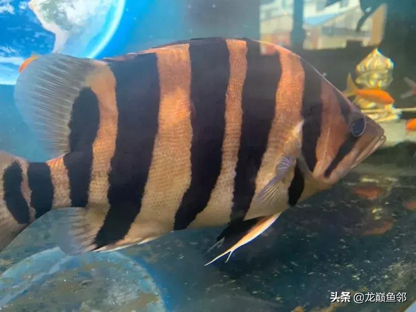 巴西亚能和飞凤一起混养吗,金龙巴西亚飞凤混养