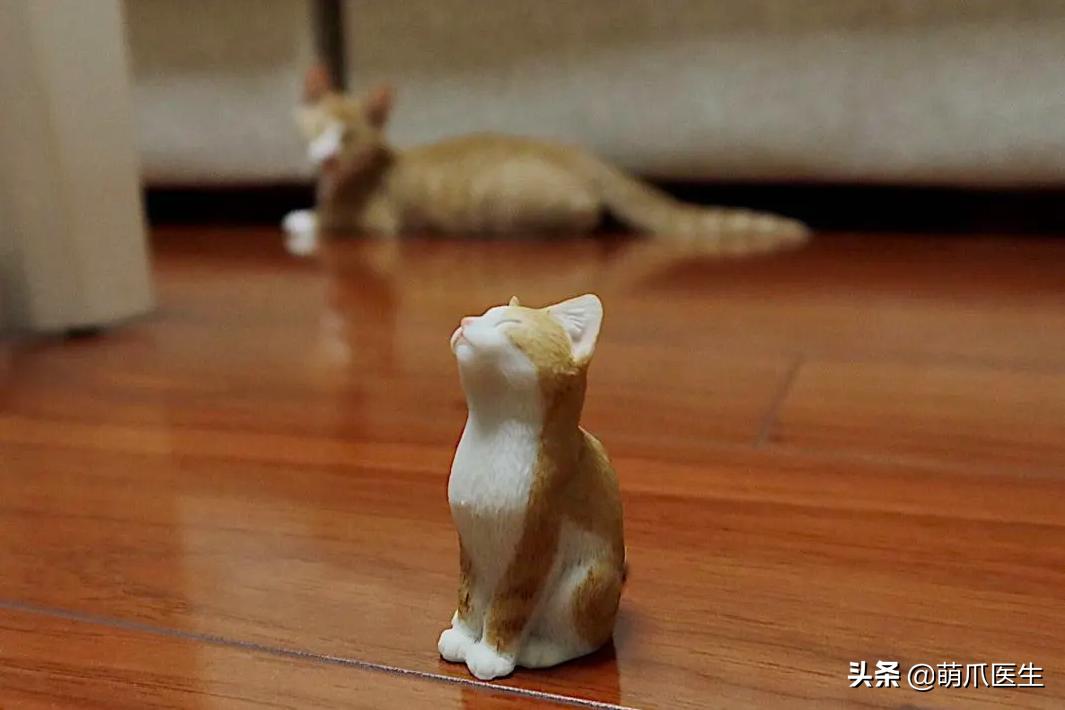 双目失明的猫怎么养,双目失明的猫有哪些