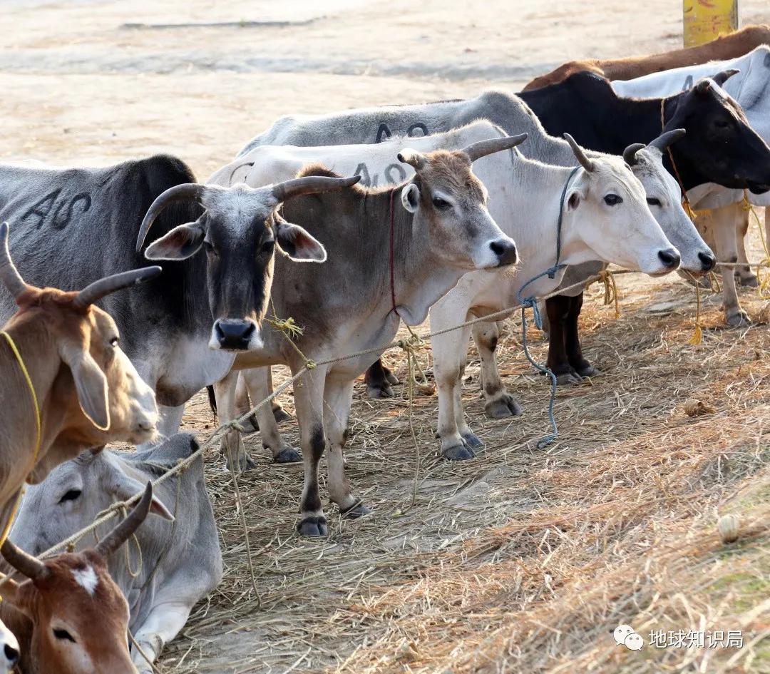 印度不让吃鸡肉吗,印度是不吃牛肉的国家吗