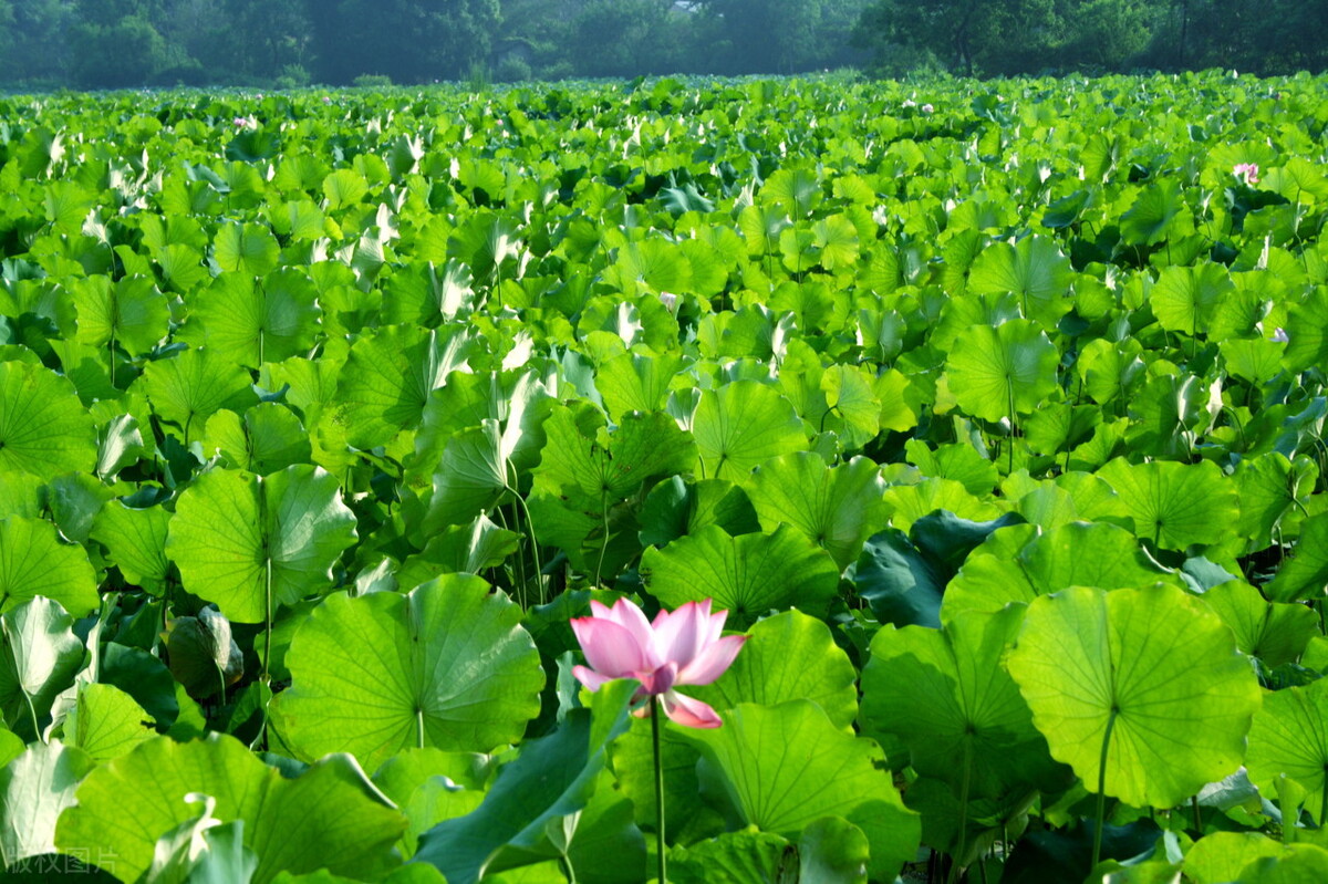 荷叶雨，鲤鱼风，送你四首六月的古诗，感受盛夏的清凉