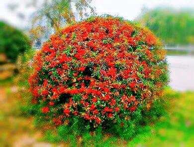 火棘树挂满果图,火棘花开