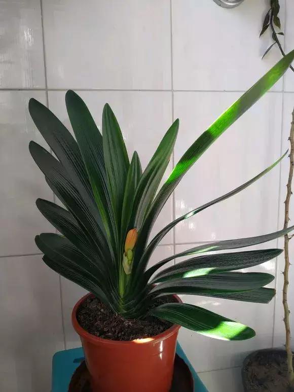 入夏怎样给扶桑浇水,无尽夏浇水的正确方法