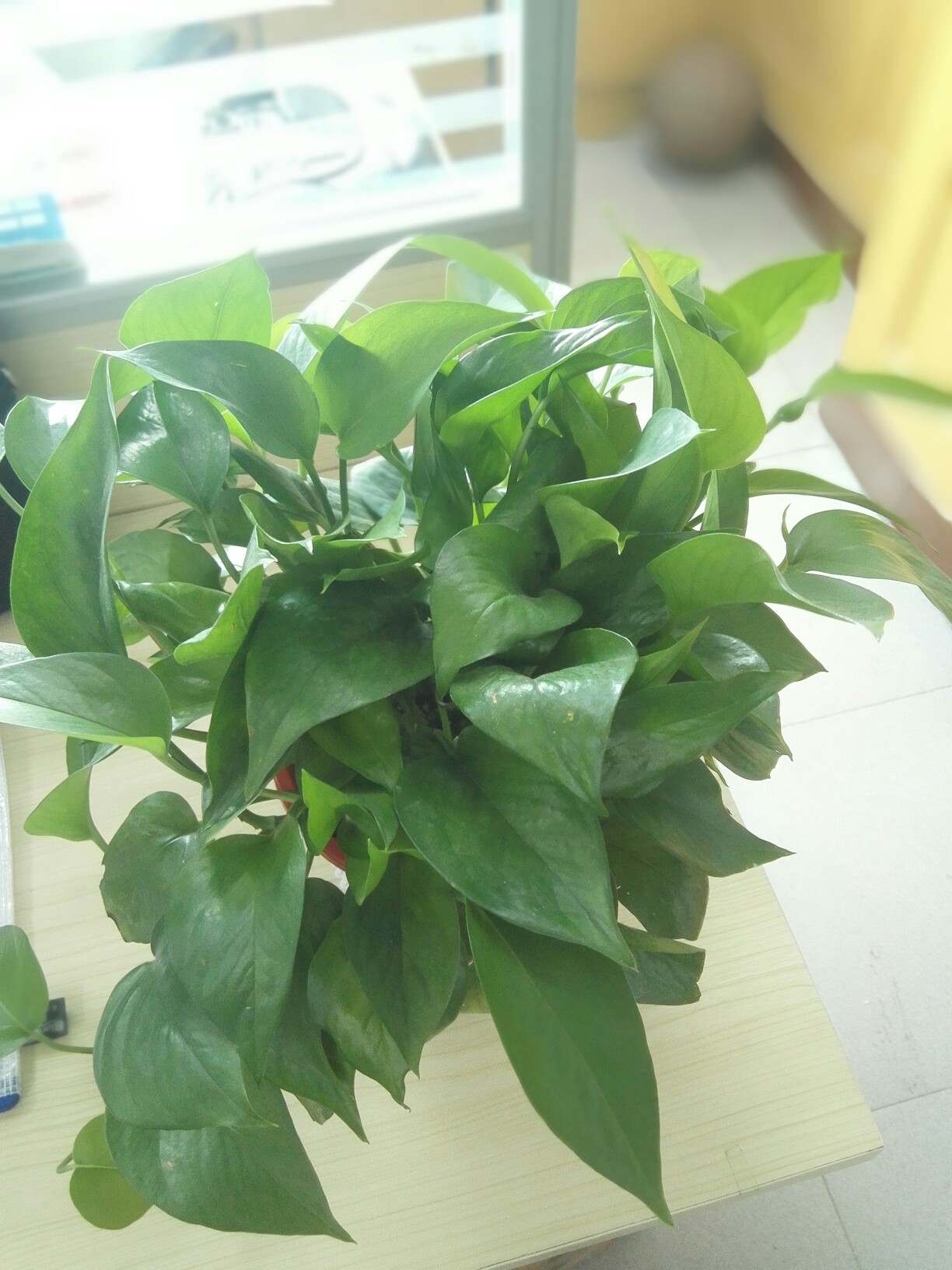 吊兰可以和绿萝一起放在卧室吗,绿萝放在卧室对身体有影响吗