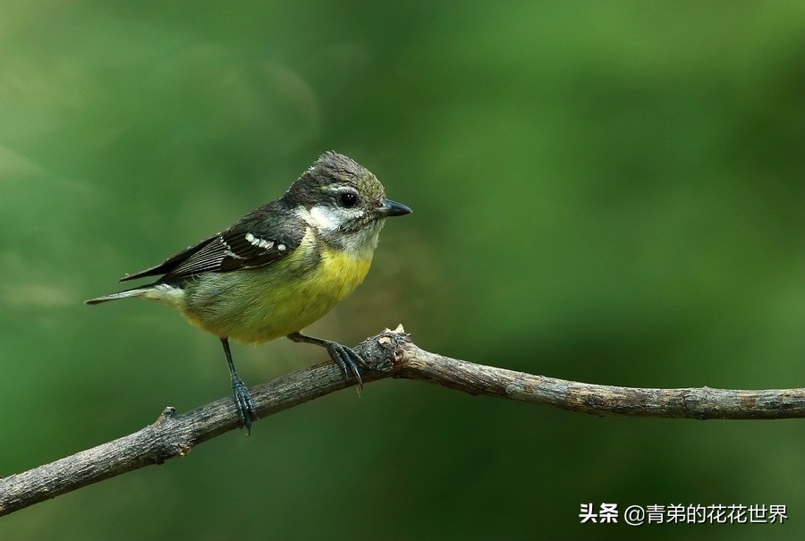 笼养鸟神经紧张症的预防和治疗