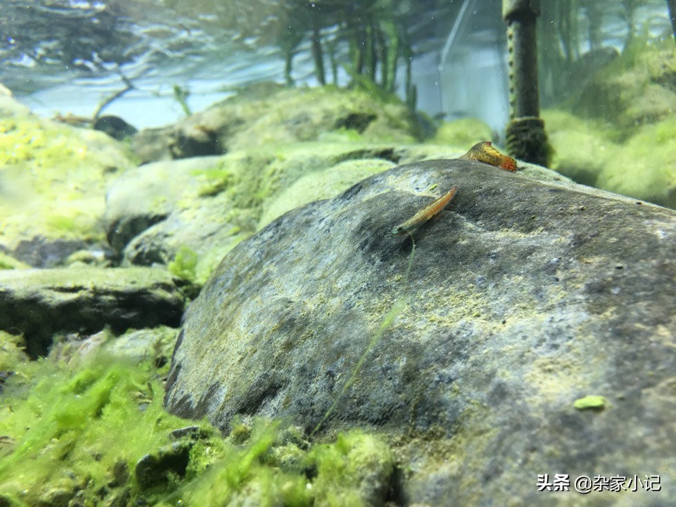 原生缸加热推荐,不用过滤器的原生缸
