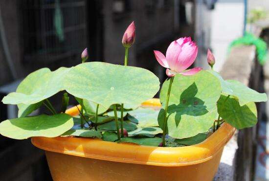 养碗莲,做到“3多”,不干叶绿油油,开花勤,3天冒一个花苞