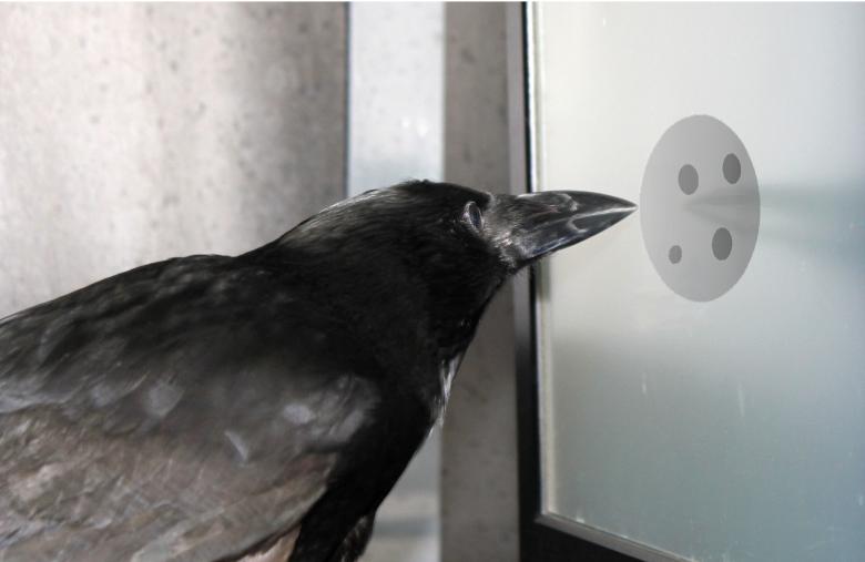 动物中的数学天才说明什么,动物中的数学天才及原因