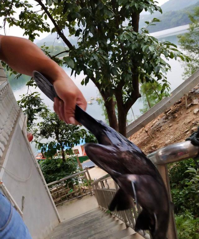 鸭嘴鱼在中国到底有没有,鸭嘴鱼入侵物种