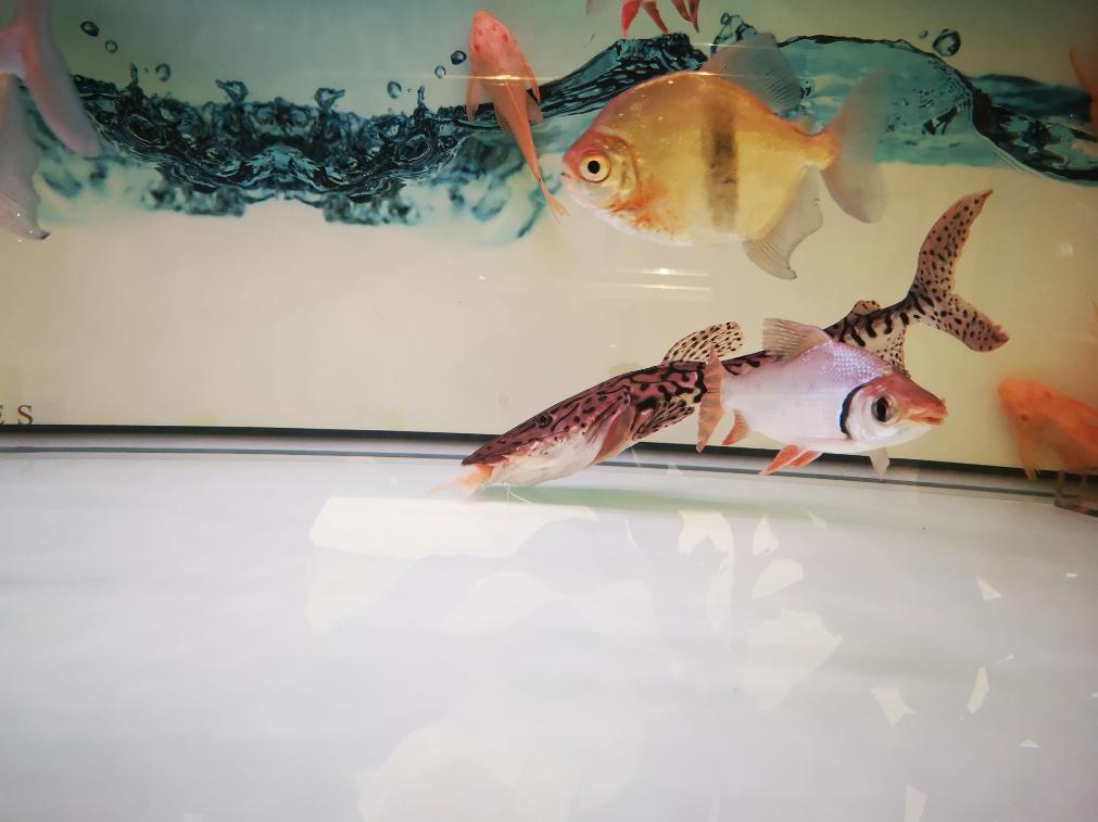 饲料鱼直接养鱼缸确实不太合适，吃多少放多少还是唯一宗旨