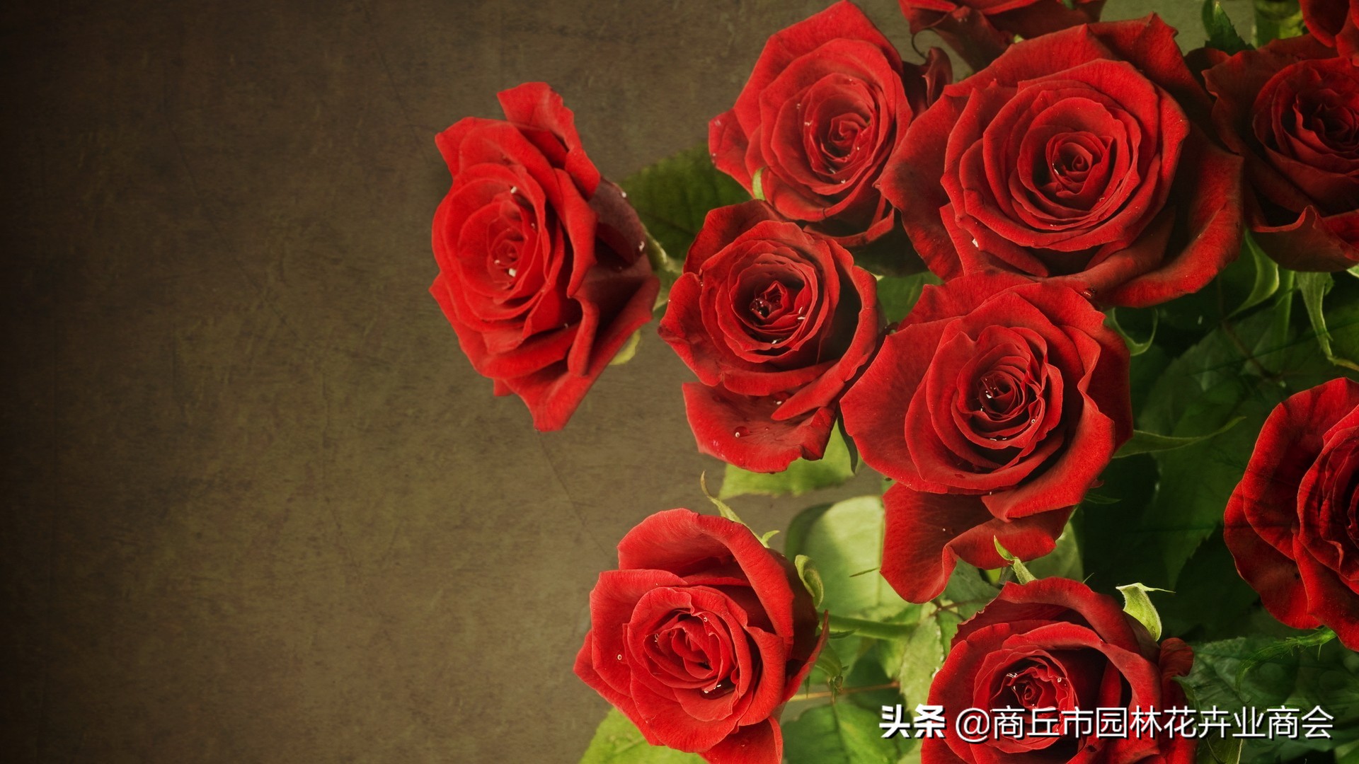 鲜花店卖的玫瑰,鲜花店卖玫瑰花