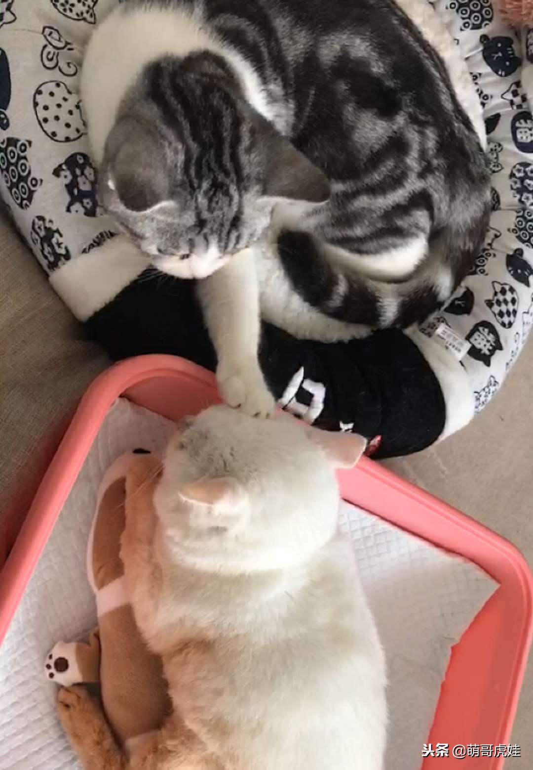 猫咪后肢瘫痪训练方法,给后腿瘫痪的小猫做康复训练