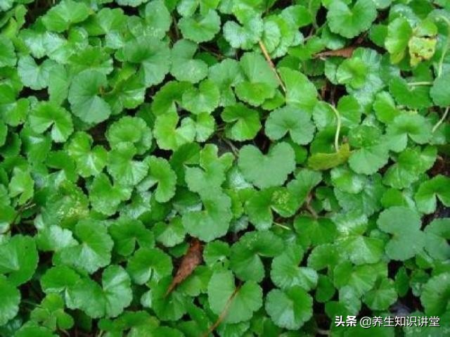 春天吃的野菜是不是都对肝有好处,春天吃得多对身体有好处吗