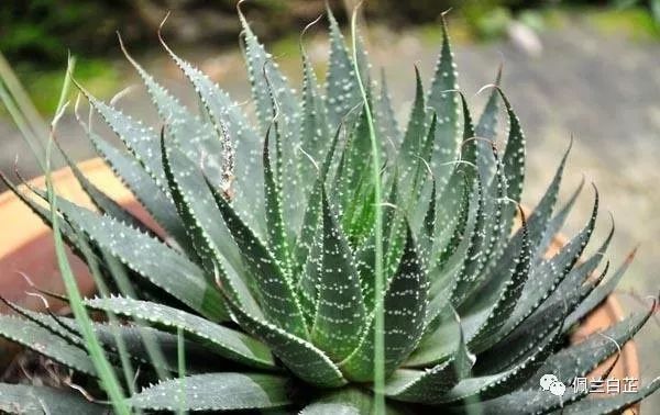 万能芦荟哪种好用,万能的芦荟