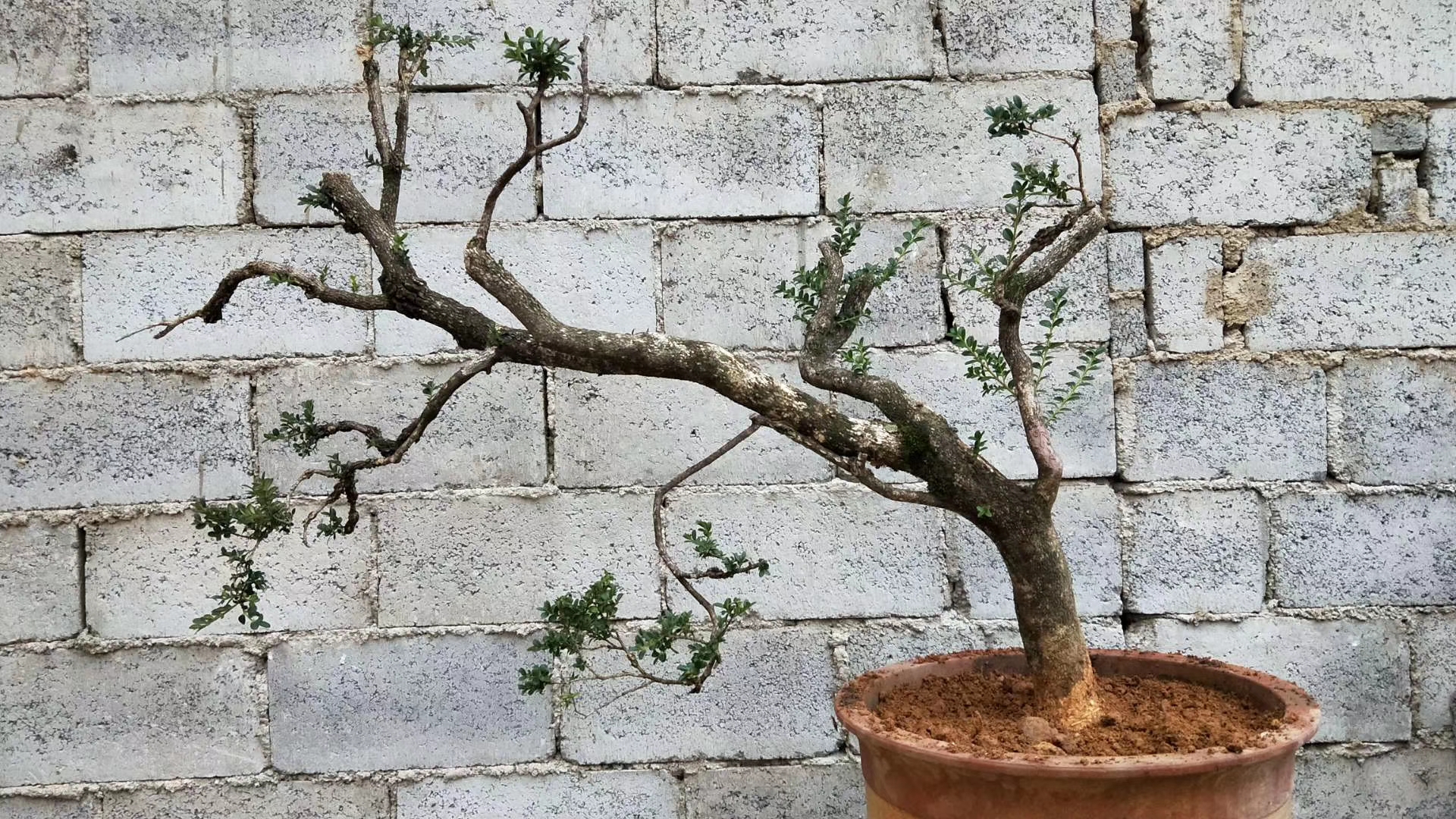 野外挖下山的盆景,大叶黄杨假植