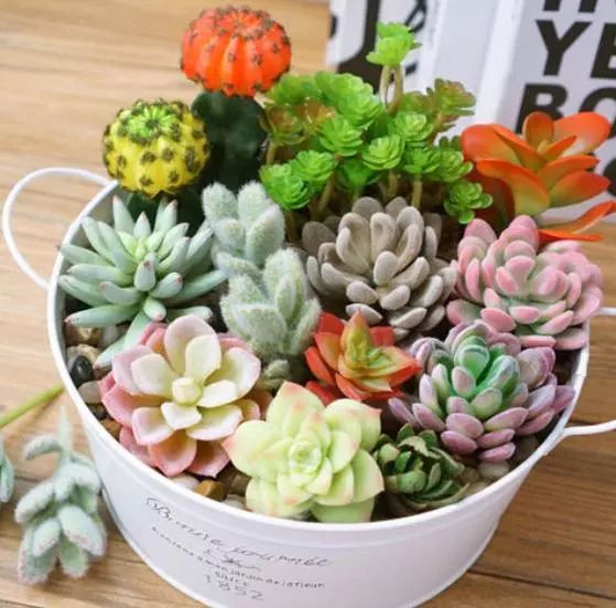 不易生病好养的多肉植物,盘点十大常见多肉植物