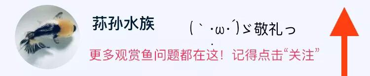 乌龟风水学说法大全图解,乌龟风水学说法