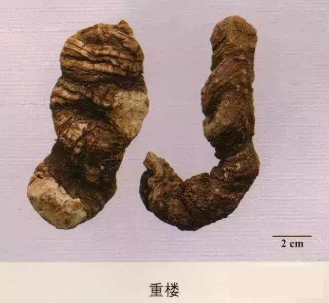 中药材图片大全大图带药名,200多味中药材图谱带图