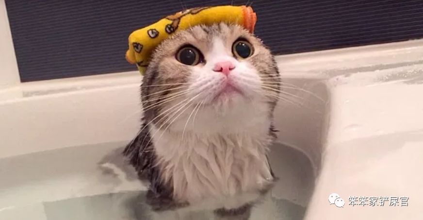 猫咪洗澡后精神萎靡不振,给猫咪洗澡后猫咪精神很差