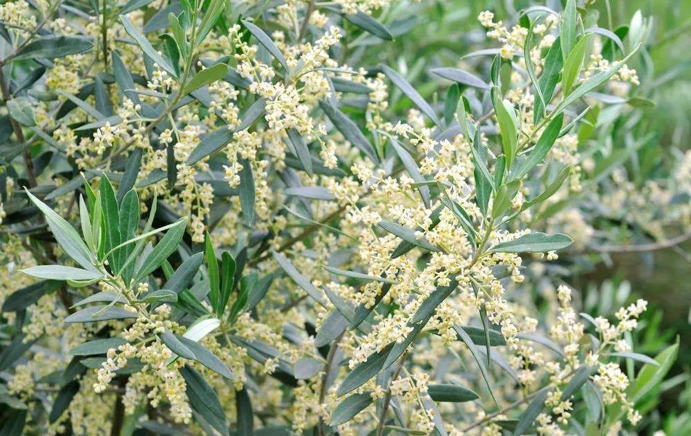 世界各国的国花集锦,英国国花世界各国的国花