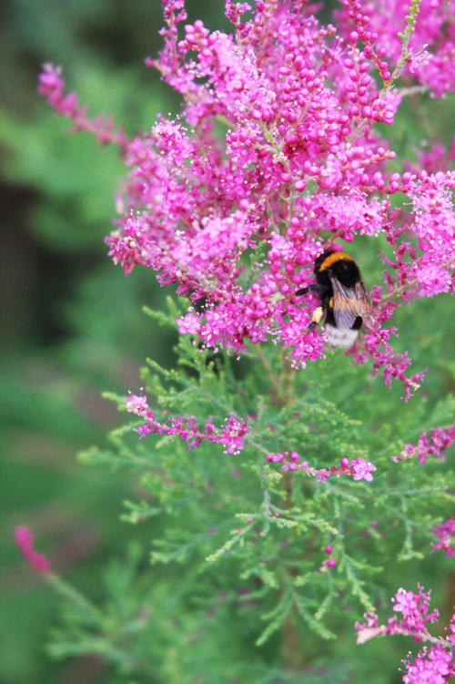 红柳滩,哭泣的红柳滩下