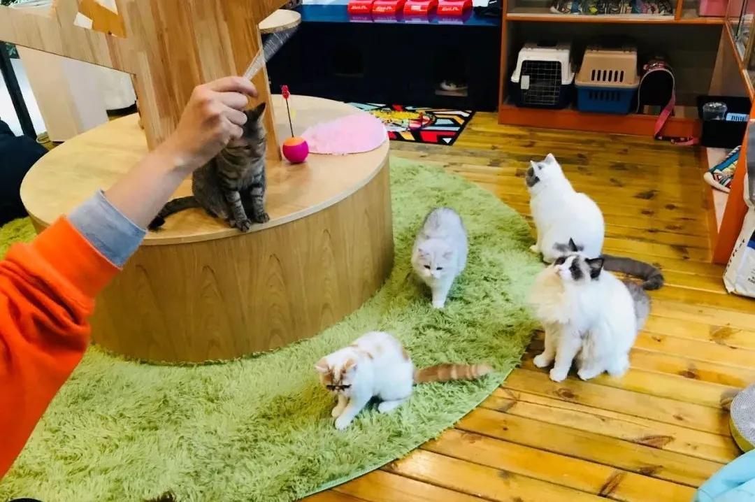 猫咪和孩子愉快玩耍,猫咪一天玩耍的时间