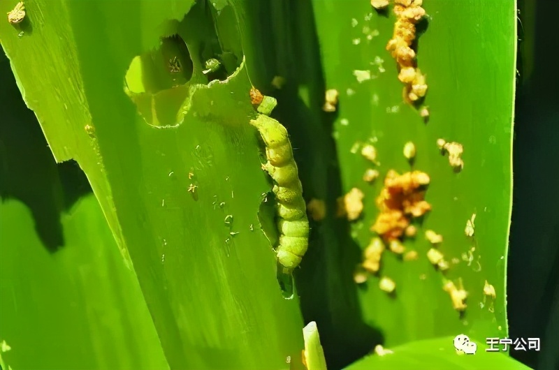 夏播玉米虫害图片大全,玉米虫害图谱高清大图