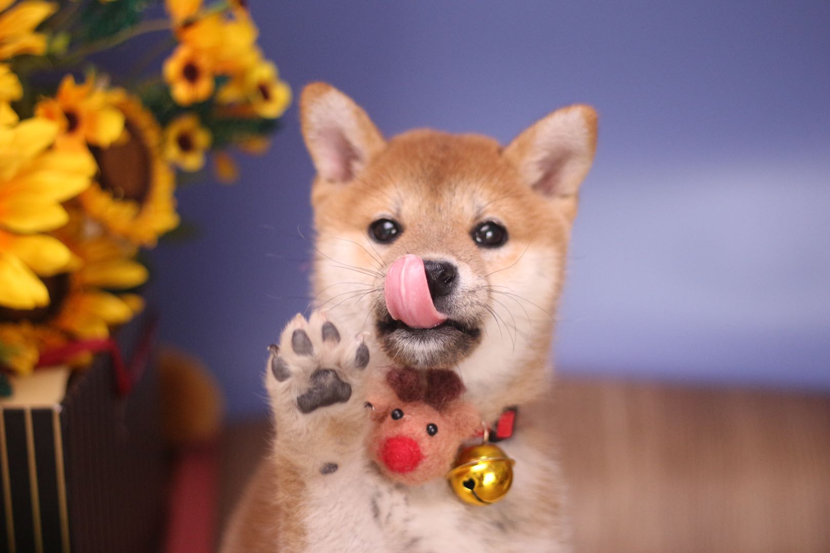 宠物狗卖家总说纯种,纯种柴犬3元一只