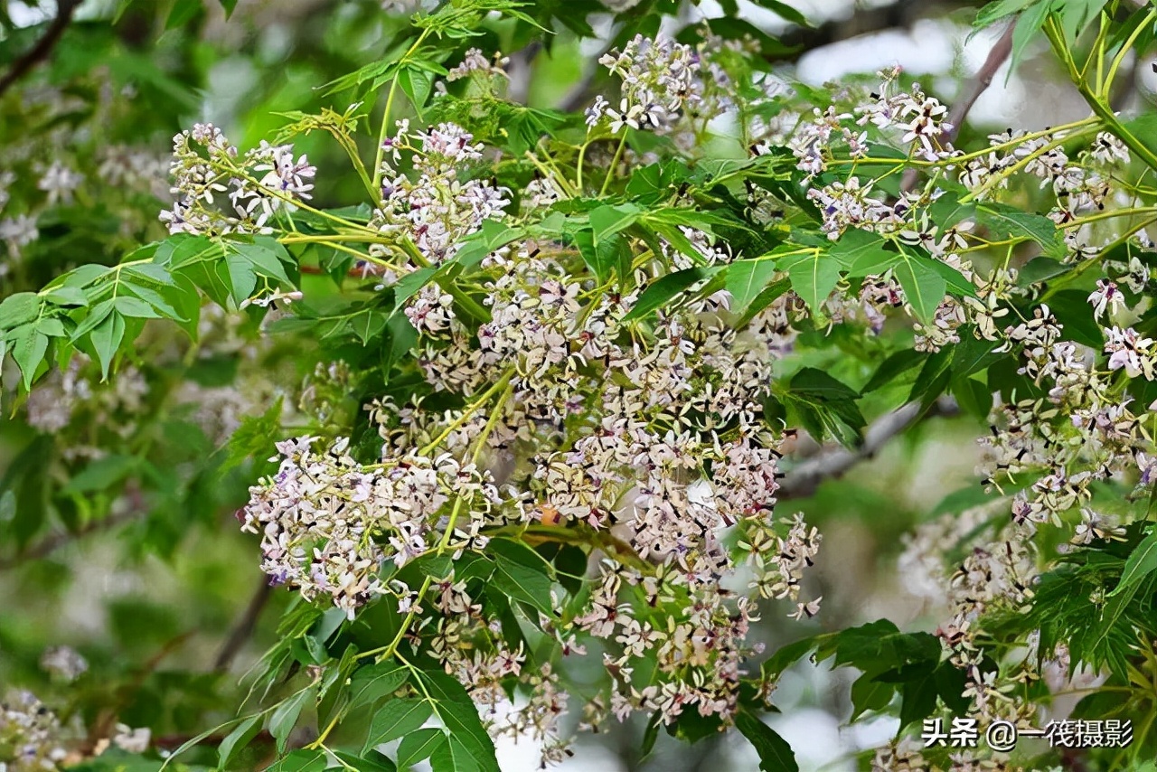 浮世绘创作,苦楝枣
