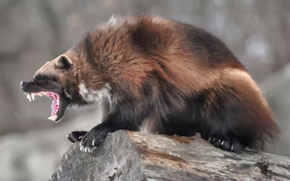 自然界中的金刚狼，北方荒野的象征，令其他动物畏惧的狼獾