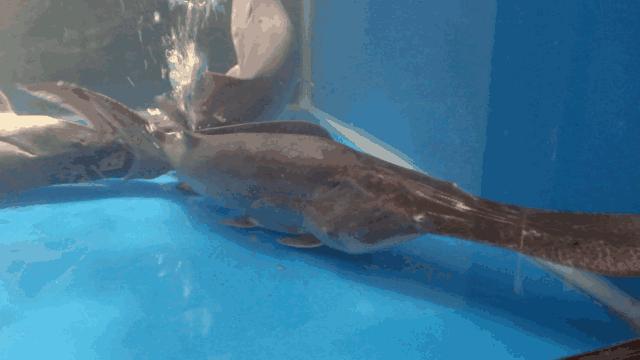 三亿年前的鸭嘴鱼,鸭嘴兽几千万年前