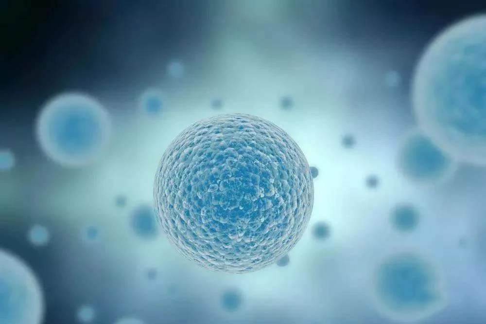 干细胞移植可以治疗肝硬化肝腹水,干细胞移植治疗肝硬化最新进展