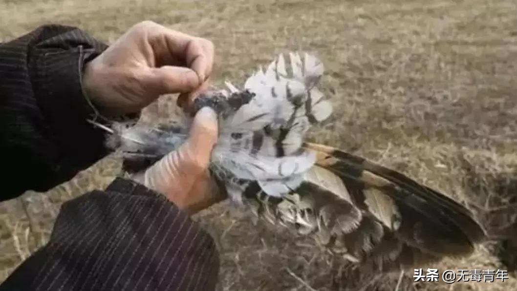 被囚34年取精，被迫亲手杀死爱子，最后只能挣扎着死去…