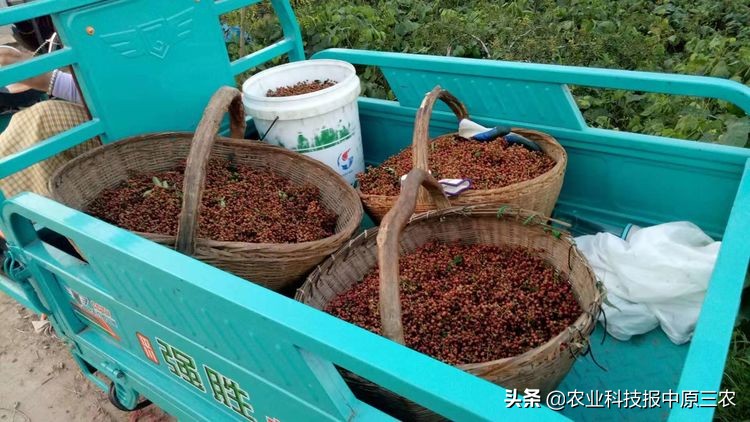 小小花椒树致富大产业：科学管理必报恩