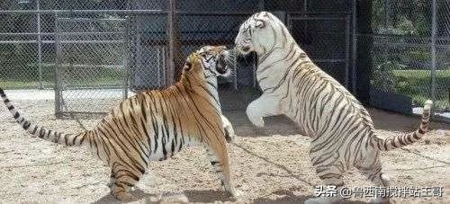 巨野白虎山游记,巨野金山为什么叫天下第一山