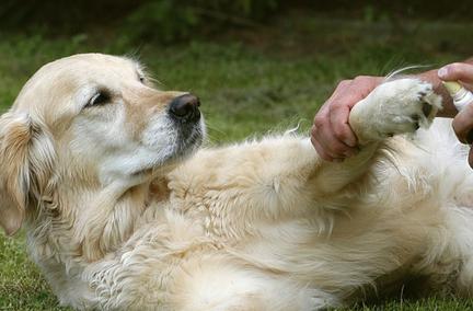 狗狗警惕性高不让碰有什么办法,不能碰狗狗怎么办