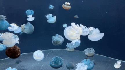 圣淘沙游玩路线攻略,圣淘沙名胜世界免费吗