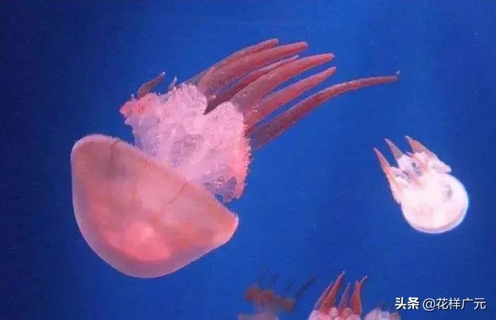 广元卡尔海洋世界,广元市卡尔海洋世界怎么去