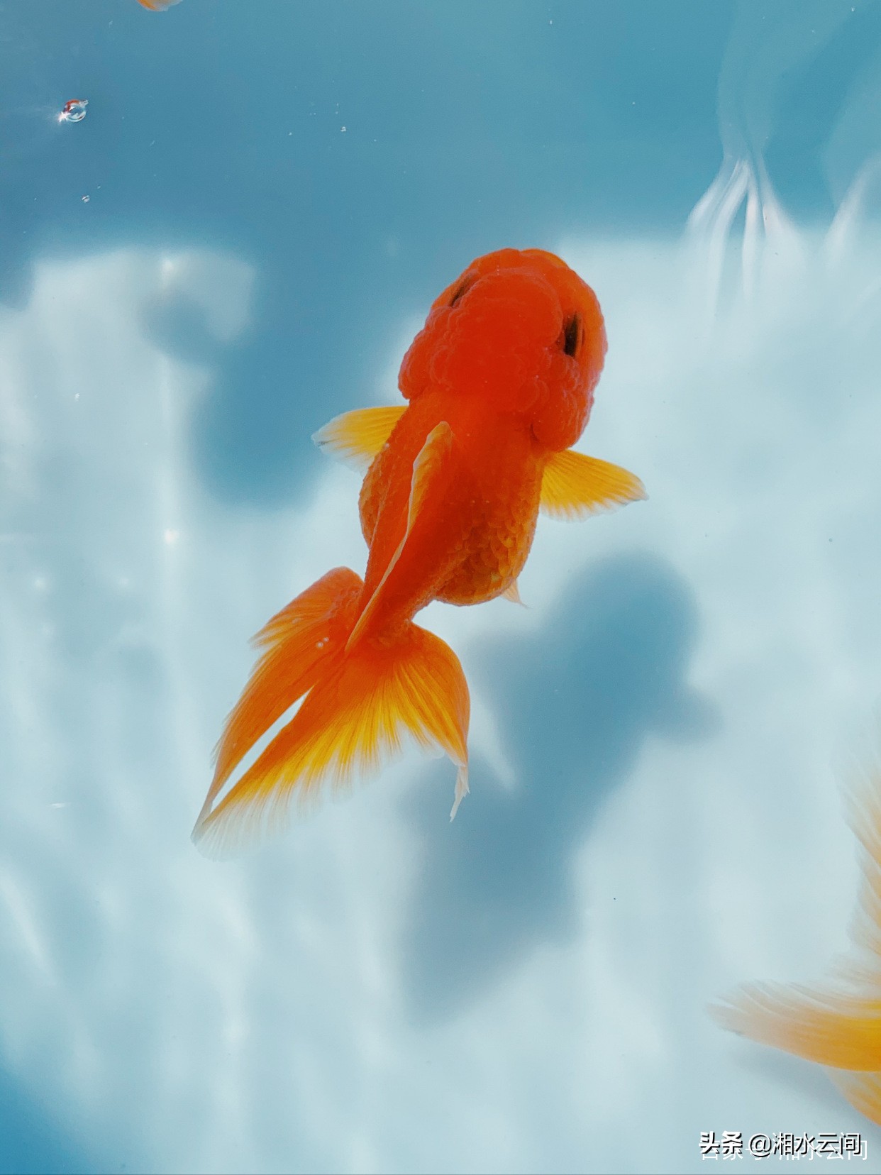 生活小帮手：怎样才能养好金鱼？