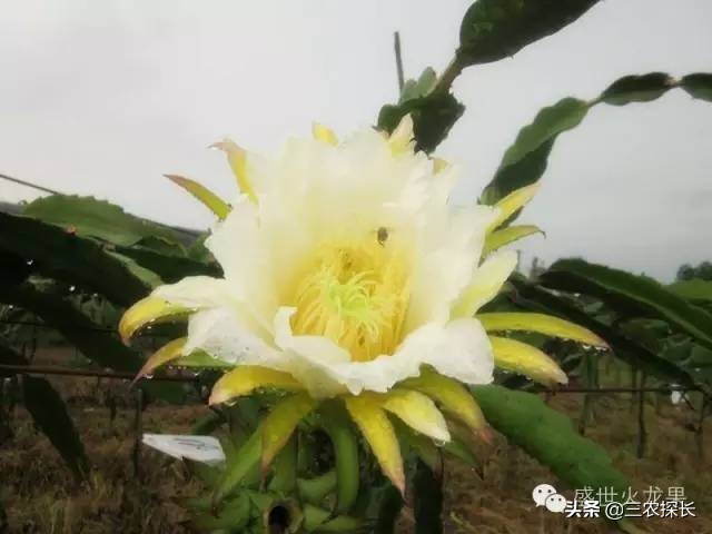 火龙果十大杀菌药,火龙果防病用什么药