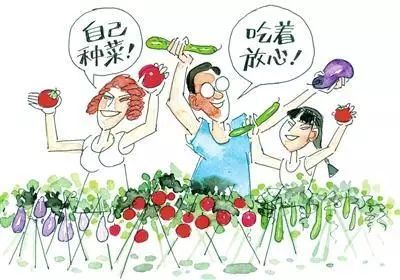 没时间、没经验的阳台种菜者，统统看过来，台长为你提供解决方案