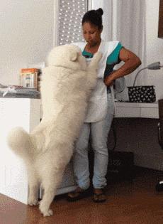 狗狗太粘人怎么办一直叫,狗狗太粘人了怎么办